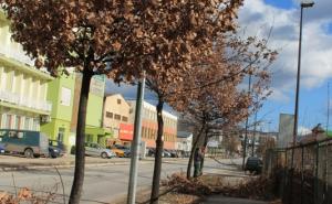  / Orezivanje aleja i drvoreda u novogradskim ulicama i trgovima, FOTO: KJKP Rad